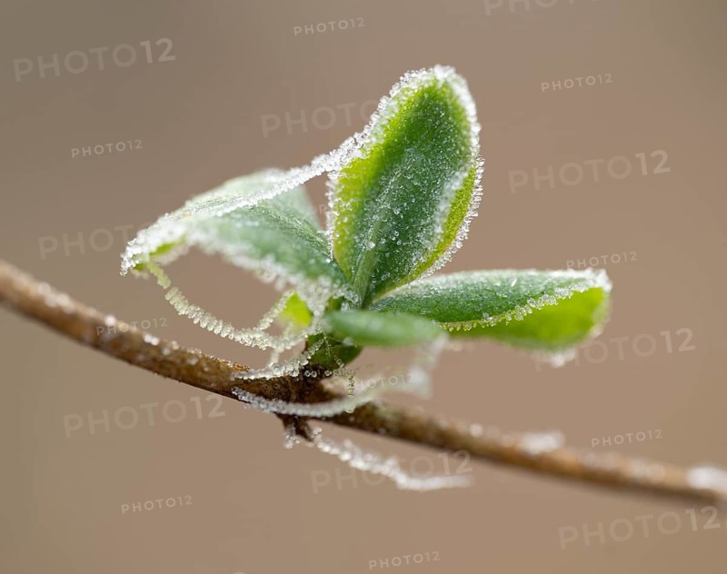 Honeysuckle (Lonicera periclymenum), leaves and shoot with hoarfrost, shallow depth of field, Lower Saxony, Germany