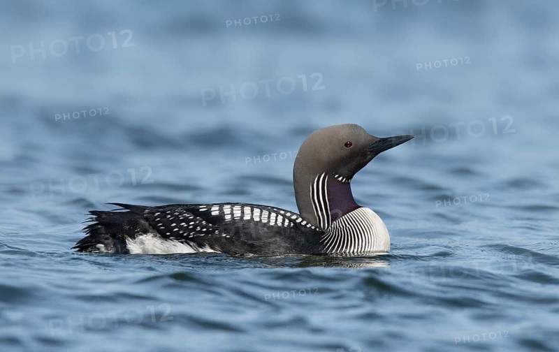 Black-throated Loon (Gavia arctica), Iceland
