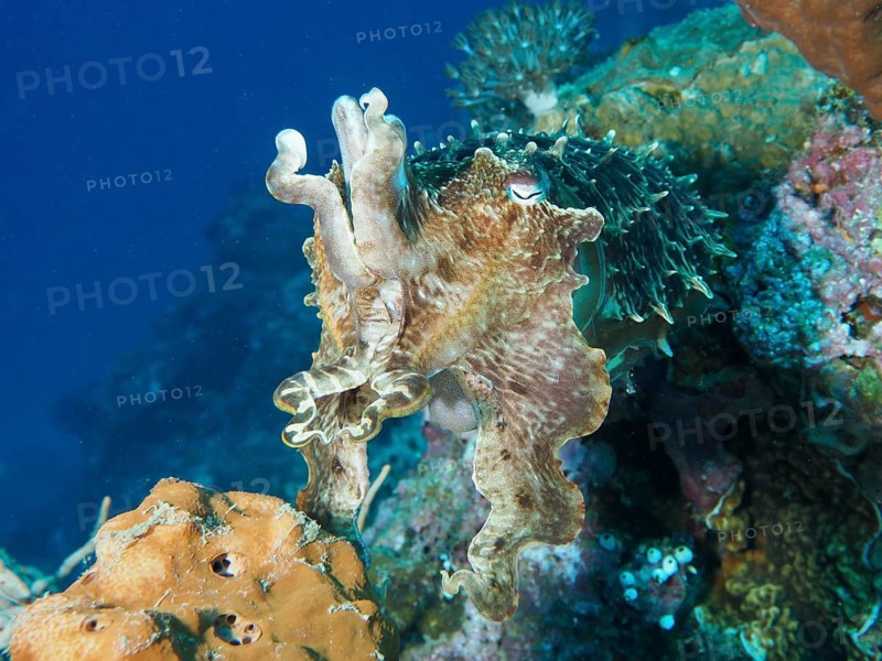 A broad-armed cuttlefish (Sepia latimanus) glides through the blue underwater world near some corals at the Close Encounters dive site, Permuteran, Bali, Indonesia