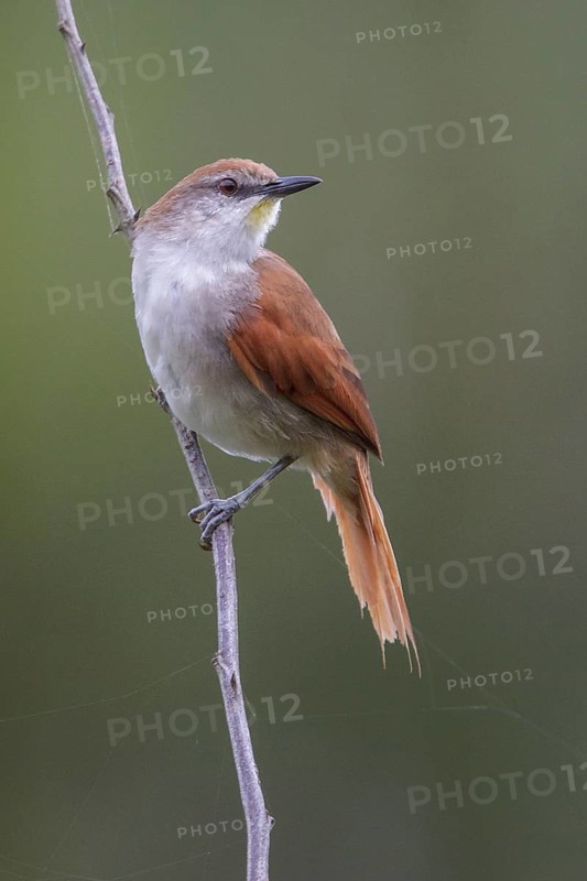 Yellow-chinned Spinetail (Certhiaxis cinnamomeus) perched on a branch in the Atlantic rainforest of southeast Brazil