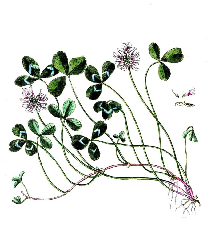 Trifolium repens, white clover, digital reproduction of a historical original, between 1790 and 1810