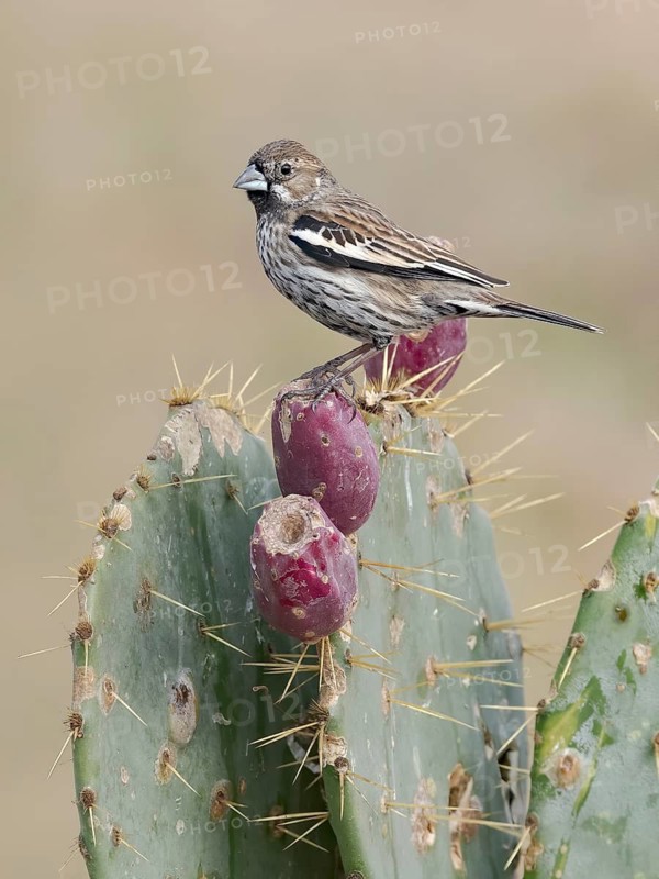 Lark Bunting (Calamospiza melanocorys) perched on a cactus, Texas, USA