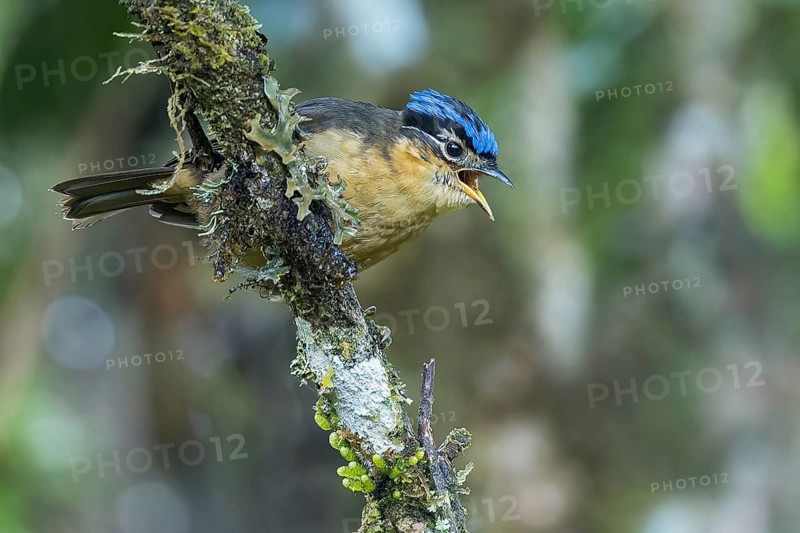 Blue-capped Ifrit (Ifrita kowaldi) perched on a branch in Papua New Guinea