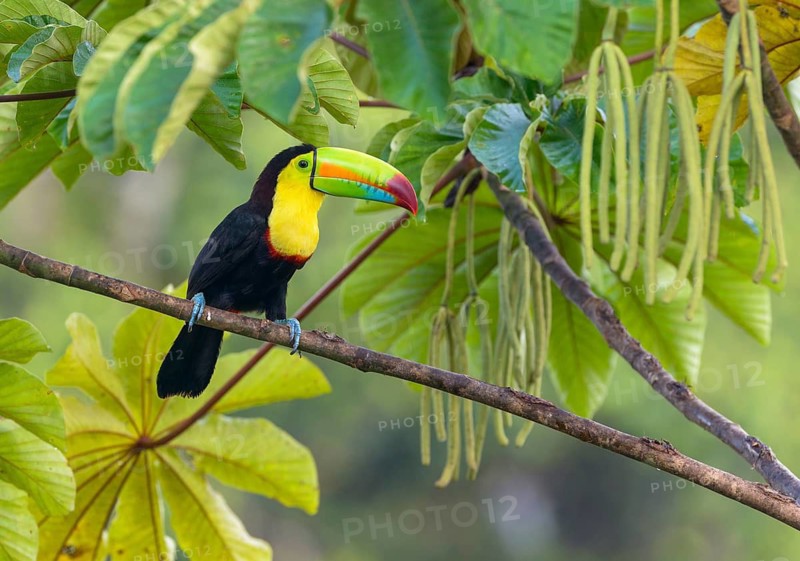 Keel-billed Toucan (Ramphastos sulfuratus) - at Laguna Lagarto Lodge near Boca Tapada, Costa Rica