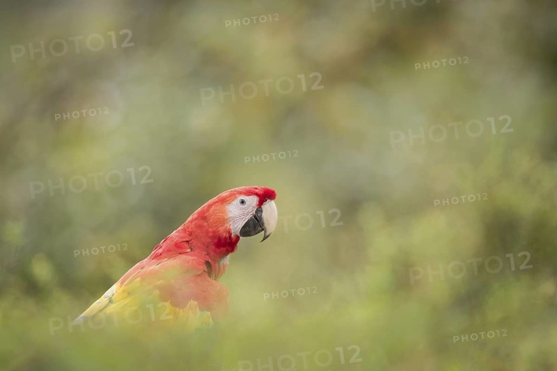 Costa Rica Nature