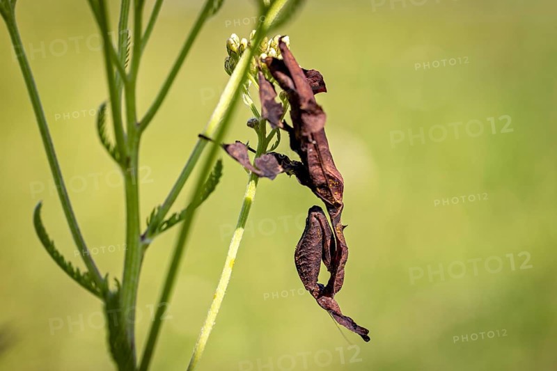 A brown insect is camouflaged on a green plant: a ghost mantis in a meadow near Windhoek in Namibia (Phyllocrania paradoxa)