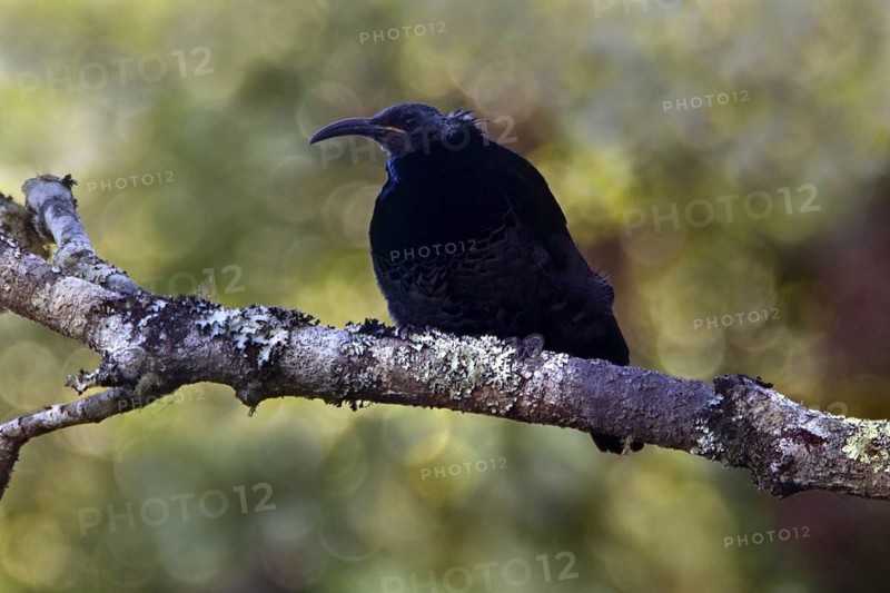 Paradise Riflebird (Ptiloris paradiseus) male, Queensland, Australia