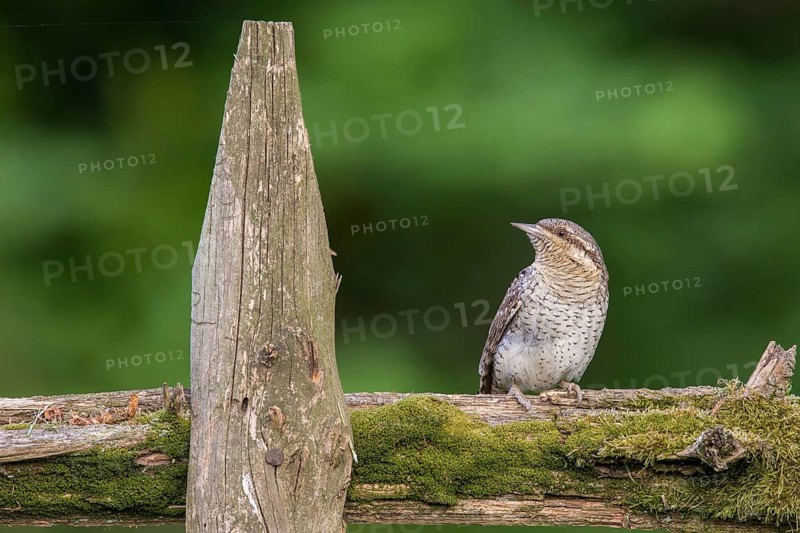 Eurasian Wryneck (Jynx torquilla) perched on a wooden fence, Poland