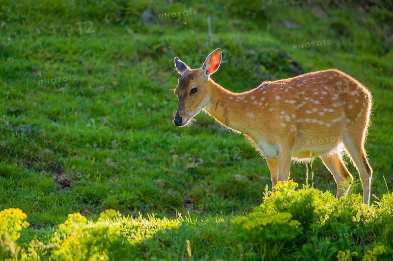 One female Manchurian sika deer or Dybowski's sika deer (Cervus nippon mantchuricus or Cervus nippon dybowskii) stands on a meadow on hilly ground