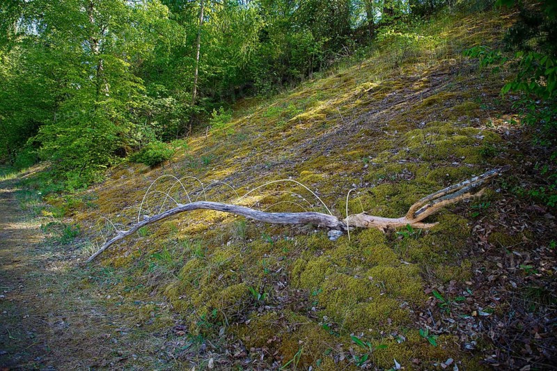 Dead wood, dead tree, biotope, species protection, nature conservation, aquatic ecology, habitat, restoration, Laizer quarry lake, nature conservation in the Paultertal industrial park, Laiz-Inzigkofen, Sigmaringen district, Baden-Württemberg, Germany