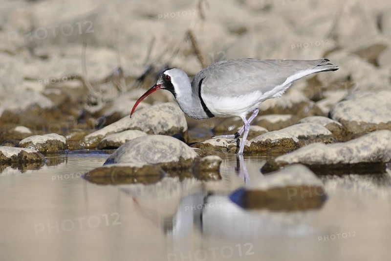 Ibisbill (Ibidorhyncha struthersii), Tibet, China