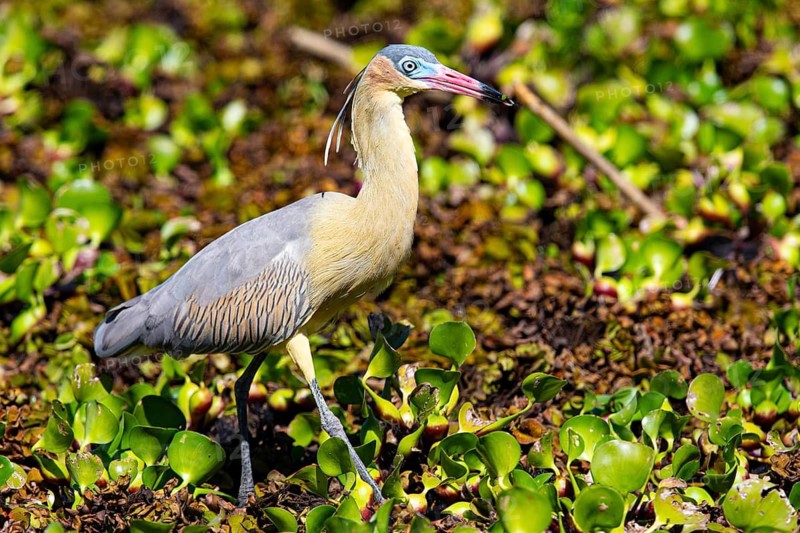 Whistling heron (Syrigma sibilatrix) Pantanal Brazil