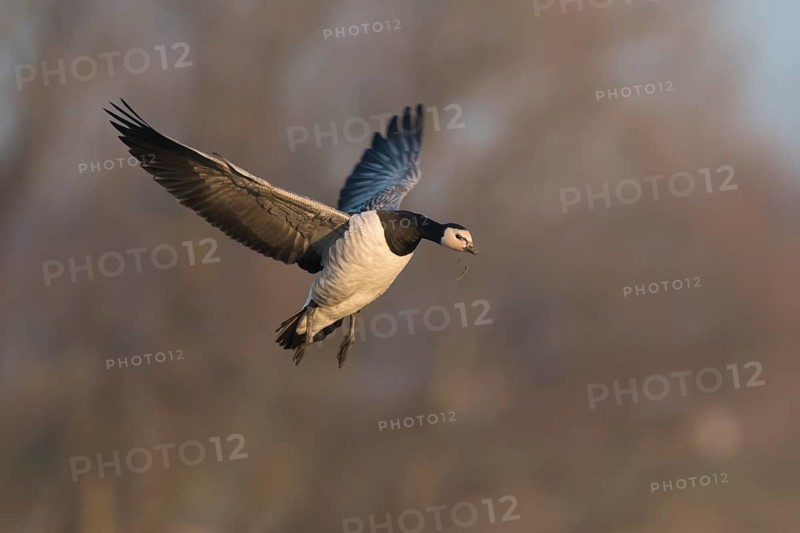 Barnacle Goose (Branta leucopsis) landing, North Rhine-Westphalia, Germany