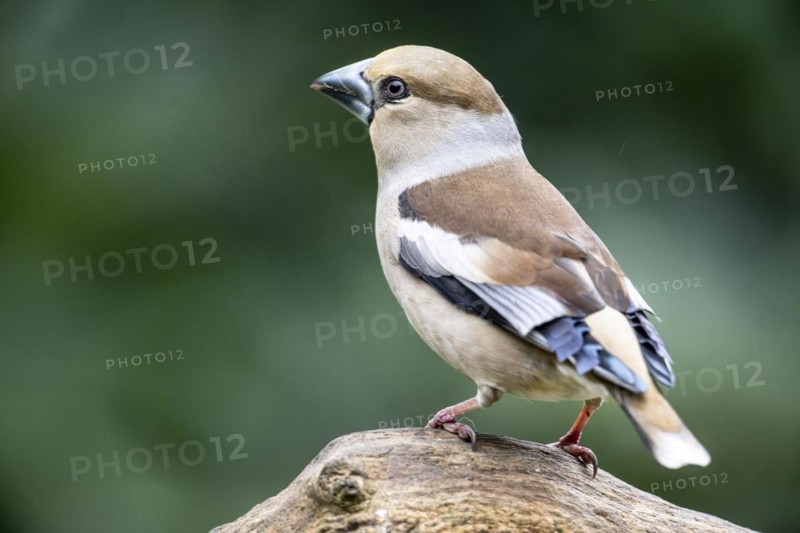 Hawfinch (Coccothraustes coccothraustes), Emsland, Lower Saxony, Germany