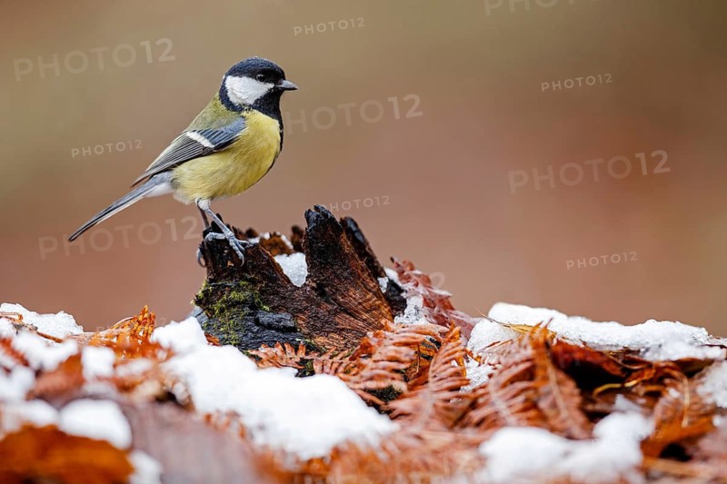 Great Tit (Parus major), Asturias, Spain
