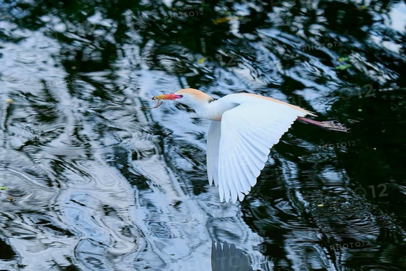 Cattle egret (Bubulcus ibis), in fly, springtime, Wakodahatchee Wetlands, Delray Beach, Florida, USA
