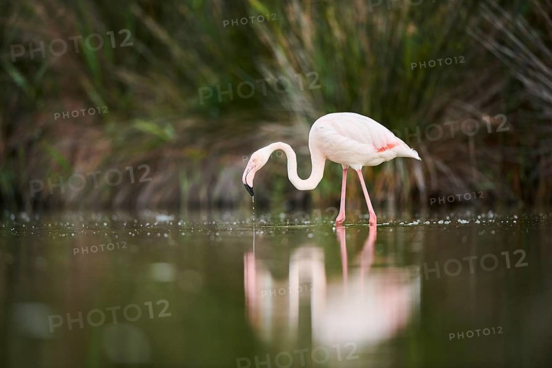 Greater Flamingo (Phoenicopterus roseus) walking in the water, Parc Naturel Regional de Camargue, France