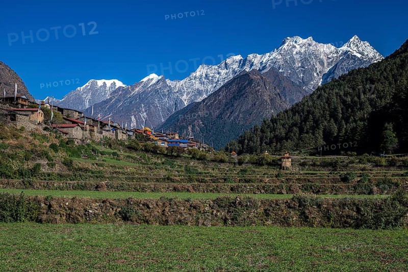 Terrace fields with a small mountain village of Ripchet in front of snow-covered mountains of the Siringi Himal mountain range, Tsum Valley, Himalayas, Nepal