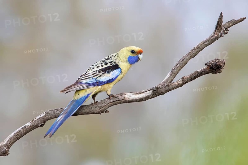 Yellow Rosella (Platycercus elegans flaveolus) male, Victoria, Australia