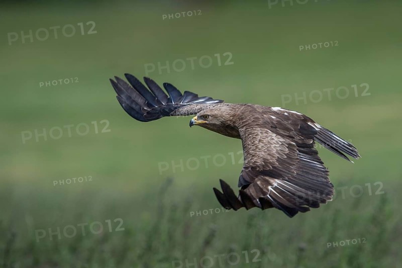Lesser Spotted Eagle (Clanga pomarina) flying over grassland, Mecklenburg-Western Pomerania, Germany