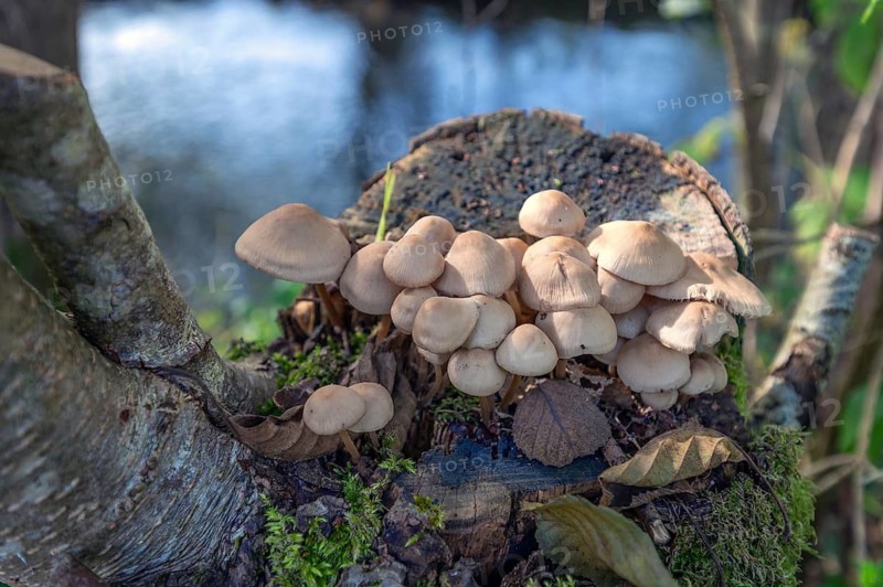 Rusty helmet fungus (Mycena zephirus) on a tree stump, Bavaria, Germany
