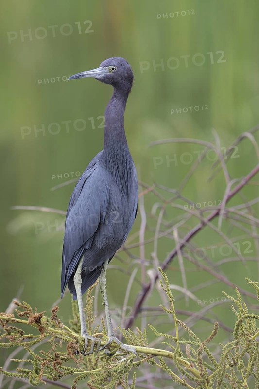 Little Blue Heron (Egretta caerulea), Florida, USA