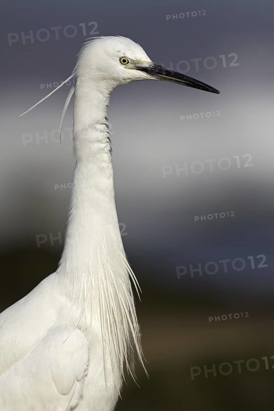 Little Egret (Egretta garzetta), Asturias, Spain