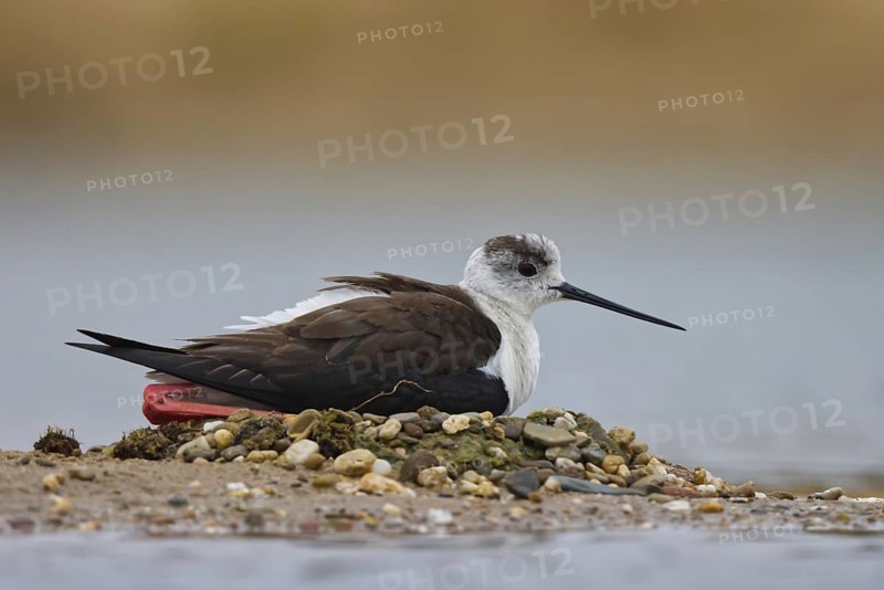 Black-winged Stilt (Himantopus himantopus) female on nest, North Rhine-Westphalia, Germany