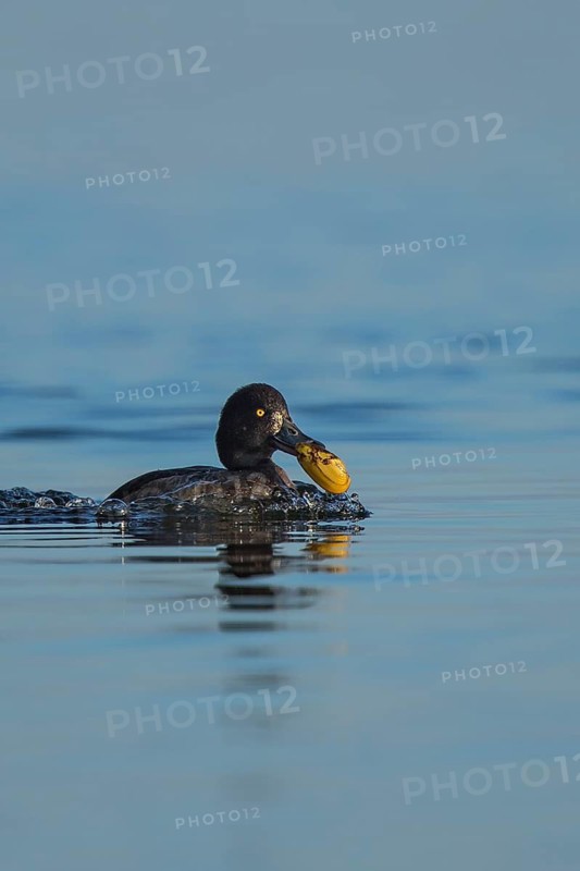 Tufted Duck (Aythya fuligula) female with seashell in beak, Mecklenburg-Western Pomerania, Germany