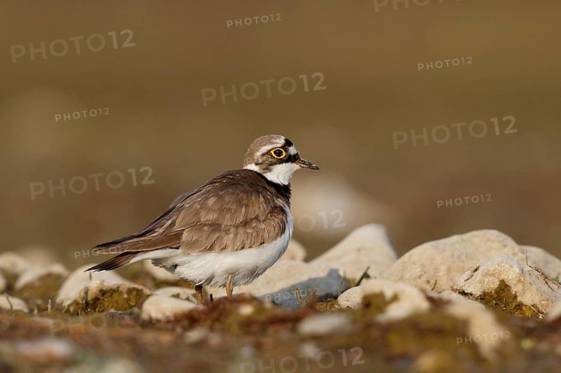 Little Ringed Plover (Charadrius dubius) female, North Rhine-Westphalia, Germany