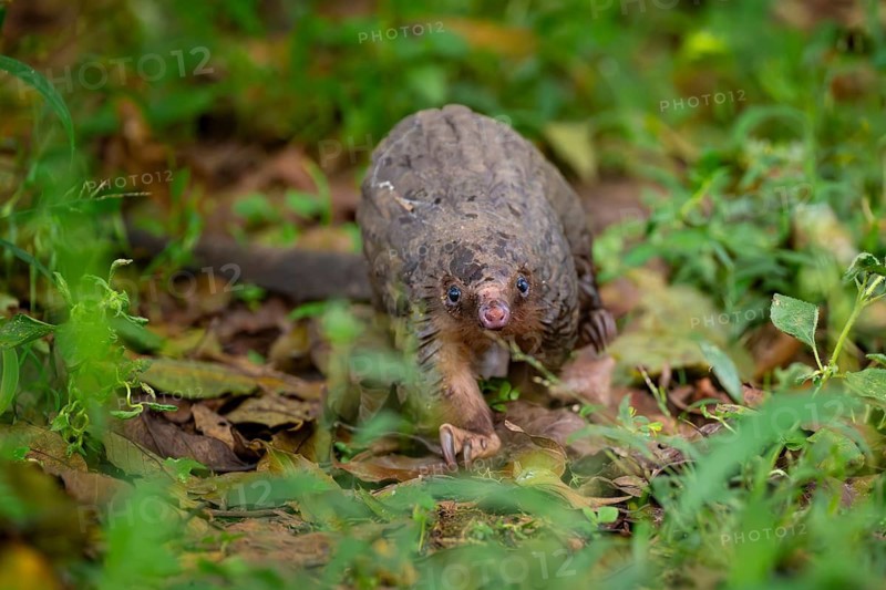 Pangolin on the ground, white-bellied pangolin (Phataginus tricuspis, Manis tricuspis), Western Region, Pangolin Rescue Center, Uganda