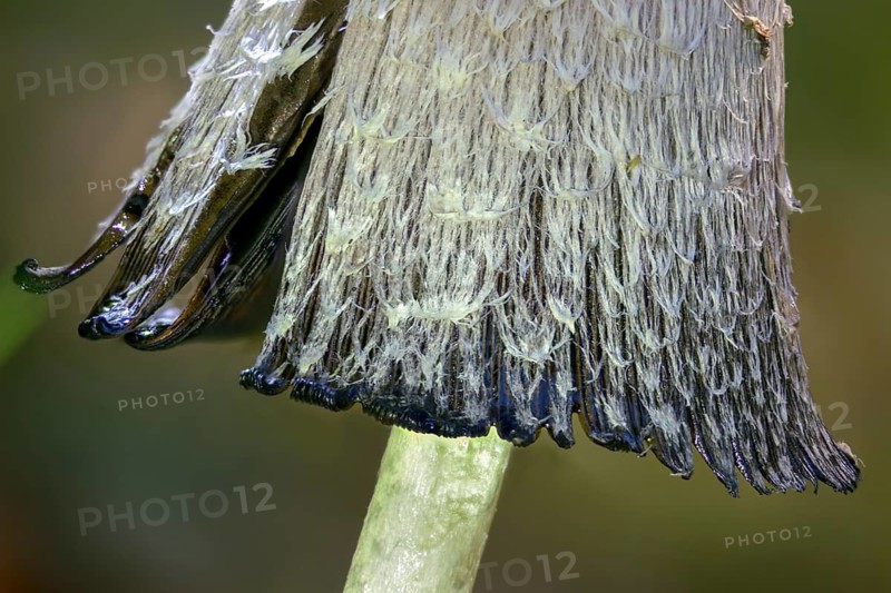 Agaricales, Coprinus comatus, Coprinus ovatus, Coprinus porcellanus, egg tinting, porcelain tinting, crested tinting, asparagus mushroom, squid mushroom, fungi, mushrooms