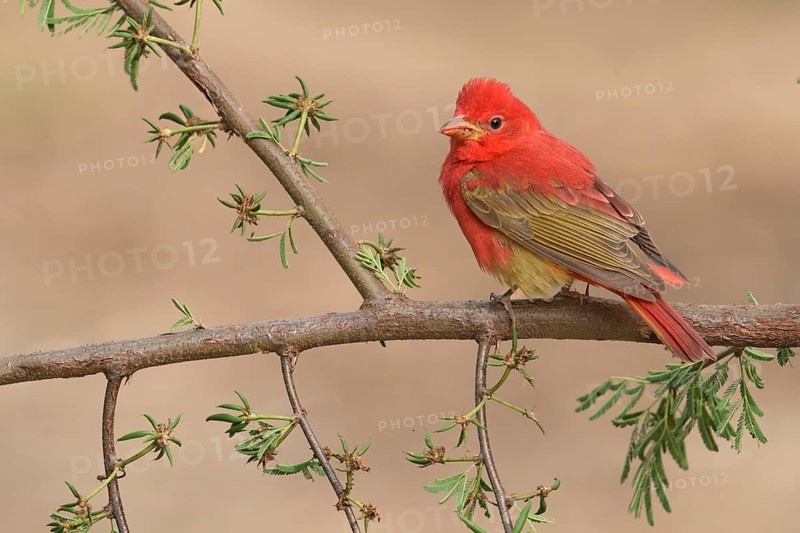 Summer Tanager (Piranga rubra) male perched on a branch, Texas, USA
