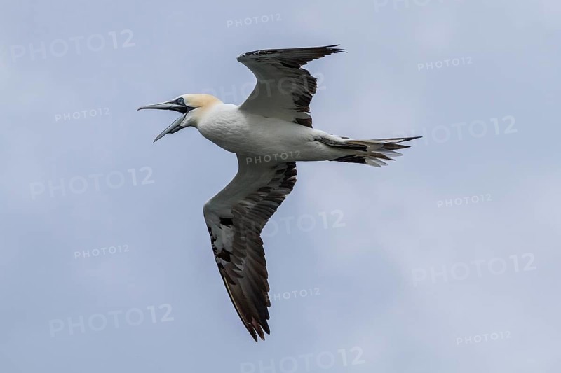 Northern Gannet (Morus bassanus), juvenile in flight, East Yorkshire, United Kingdom