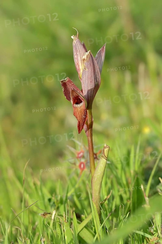 Long lipped serapias (Serapias vomeracea), Provence, South of France, France