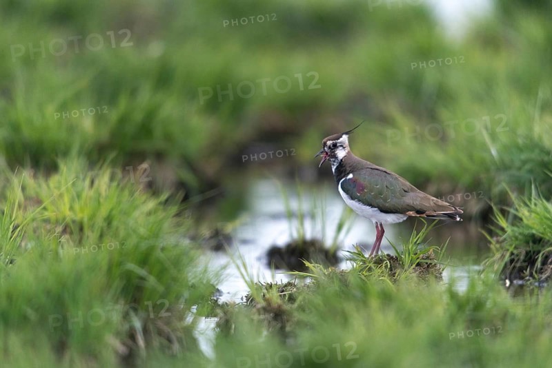 Lapwing, vanellus vanellus, birds, call, charadriiformes, limikolen, plovers, call, birds, waders, waders
