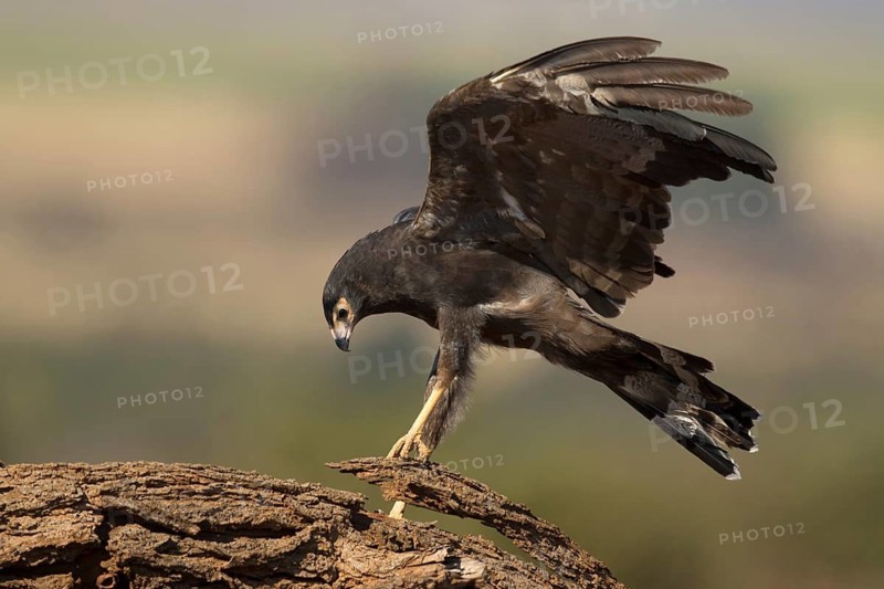 Kaalkopkiekendief zoekend naar voedsel, african harrier hawk searching for prey