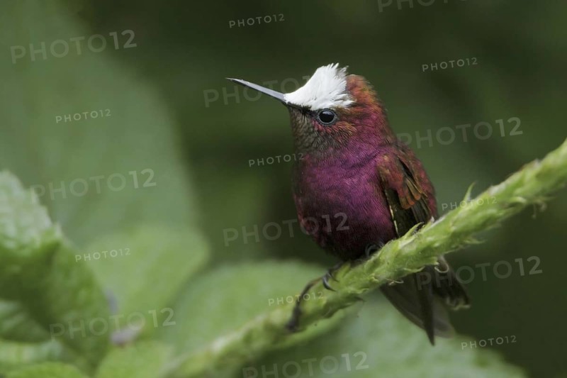 Snowcap (Microchera albocoronata), Costa Rica