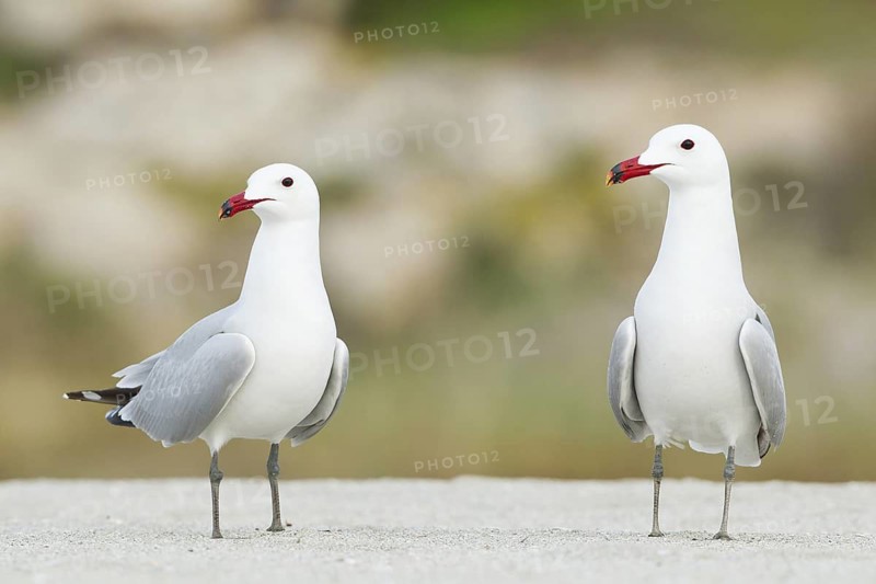 Audouin's Gull (Ichthyaetus audouinii), Mallorca, Spain