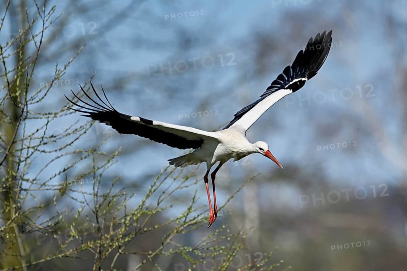 White stork (Ciconia ciconia), in flight, Canton Aargau, Switzerland