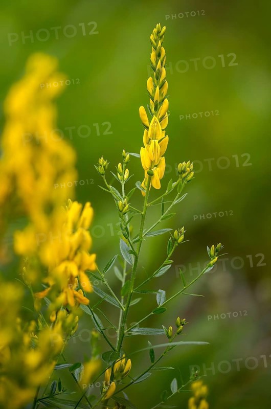 Fabaceae, Dyer's Greenweed, Genista Tinctoria, Dyer's Broom, Dyer's Greenweed, Flora, Broom, High Size, Portrait, Plants