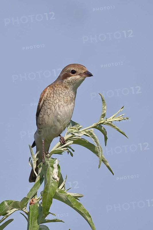 Red-backed shrike (Lanius collurio), female on perching branch, looking for prey, wildlife, migratory bird, animals, birds, Wilnsdorf, North Rhine-Westphalia, Germany