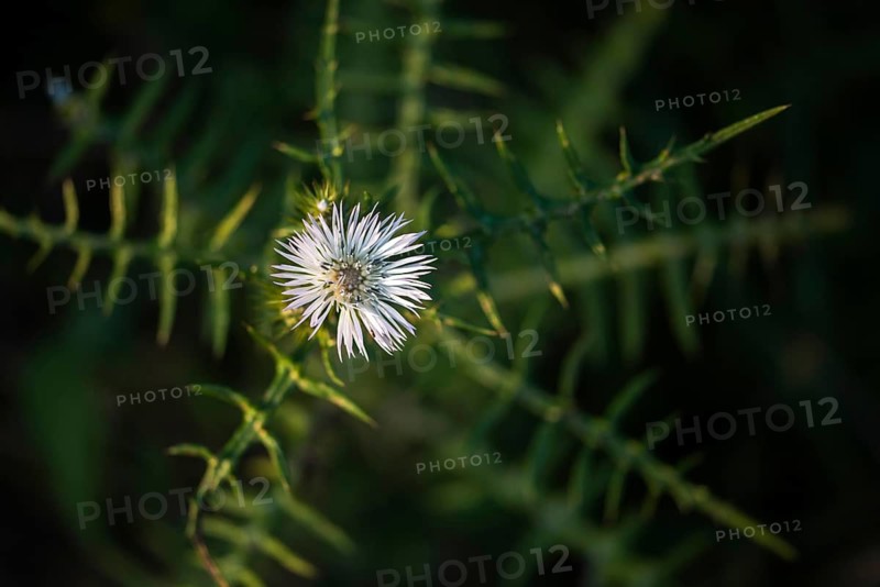 Asteraceae, felted milkspotted thistle, Galactites tomentosa, Granelli, Italy, daisy, milkspotted thistle, Pantani Cuba and Longarini, migratory bird sanctuary Pantani Cuba & Longarini, flora, Italy, plants, plants, purple milk thistle, Sicily, Foundation for Biodiversity