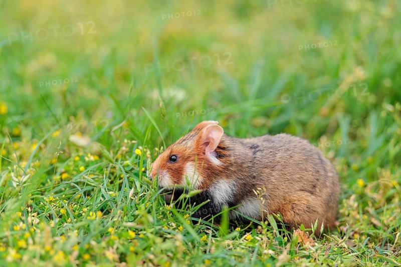 A European hamster (Cricetus cricetus) collects herbs, grass and daisies in a fresh green meadow