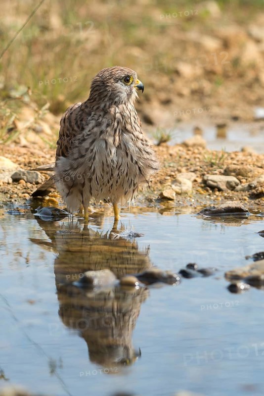 Falco Tinnunculus, Kestrel, Kestrel, Bath, Bird Bath, Birds, Falcon, Falconiformes, Falcons, Birds of Prey, Hawk, High Size, Portrait, Mirror, Raptors, Mirror Image, Drinking, Birdbath, Birds, Watering Place