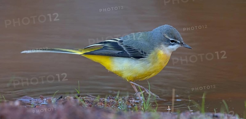 Grey wagtail (Motacilla cinerea), Bergeronnette des ruisseaux, Lavandera Cascadeña, mountain wagtail, songbird species, waters, water, river, Slovenska Bistrica area, Slovenska Bistrica, Podravska, Slovenia