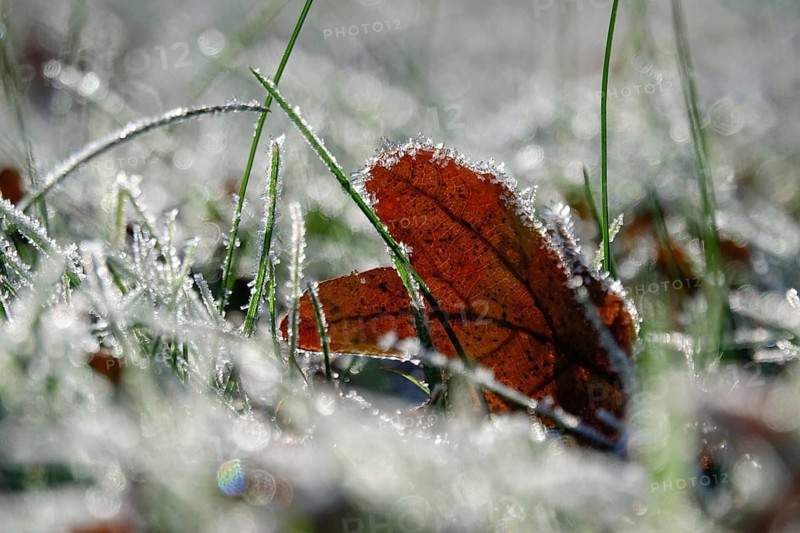 Hoarfrost, Winter, Germany