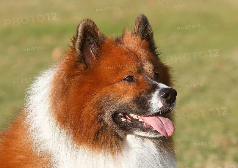 Large Elo (Canis lupus familiaris), male 3 years portrait, side view, North Rhine-Westphalia, Germany