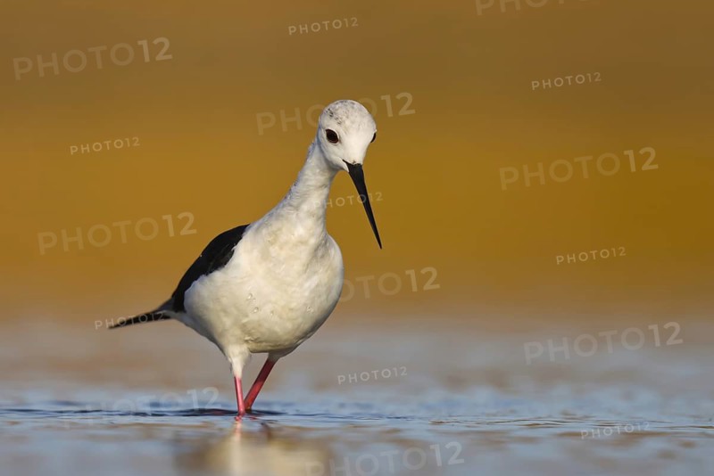 Black-winged Stilt (Himantopus himantopus) male foraging, North Rhine-Westphalia, Germany
