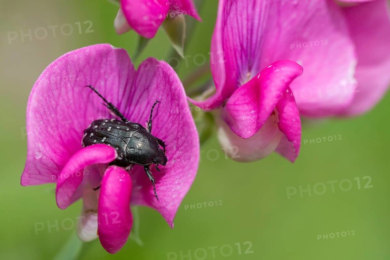 Leaf horn beetle, oxythyrea funesta, rose beetle, scarabaeidae, weeping rose beetle, white spotted rose beetle, beetle, coleoptera, insects, beetles